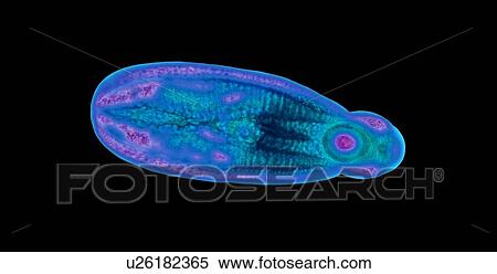 Stock Illustration - Immature fluke, light micrograph. Fotosearch