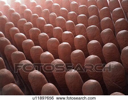 Intestinal villi, artwork View Large Illustration Stock Illustration - Intestinal villi, artwork. Fotosearch