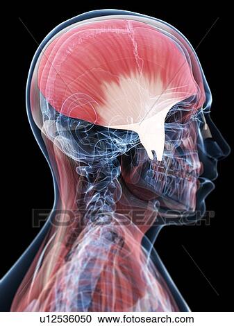 Clipart - Jaw muscle, artwork. Fotosearch