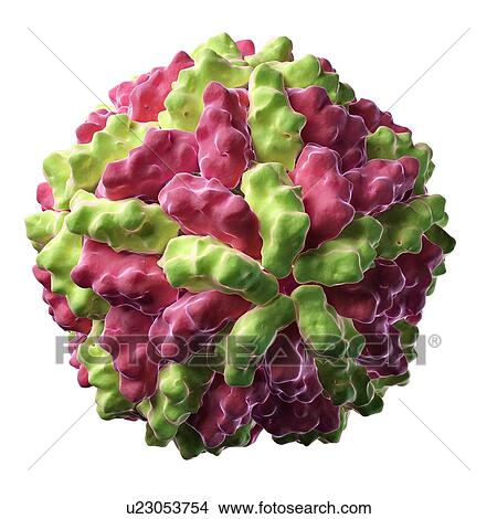 L-A virus, artwork View Large Illustration Stock Illustration - L-A virus, artwork. Fotosearch
