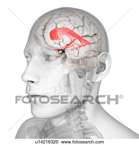 Lateral ventricle, artwork View Large Illustration Clipart - Lateral ventricle, artwork. Fotosearch