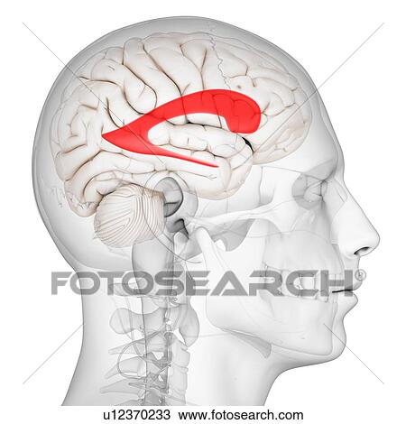 Drawing - Lateral ventricle, artwork. Fotosearch