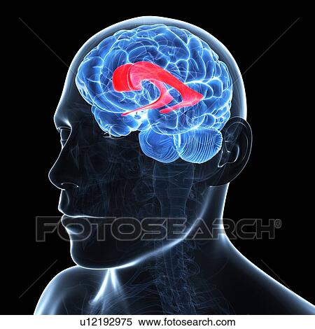Stock Illustration - Lateral ventricle, artwork. Fotosearch