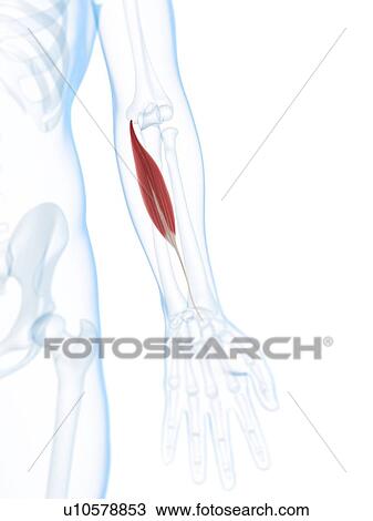 Lower arm muscle, artwork View Large Illustration Drawing - Lower arm muscle, artwork. Fotosearch