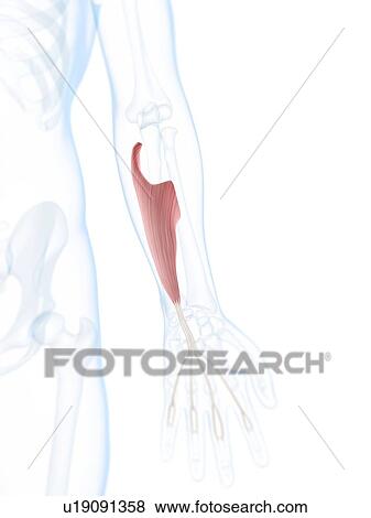 Lower arm muscle, artwork View Large Illustration Stock Illustration - Lower arm muscle, artwork. Fotosearch