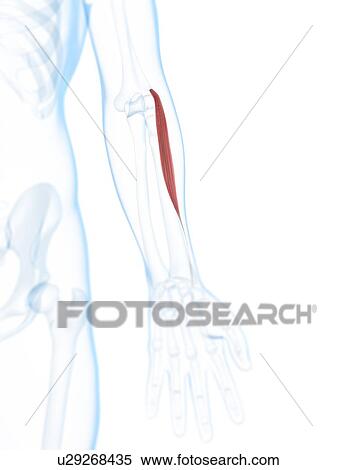 Stock Illustration - Lower arm muscle, artwork. Fotosearch