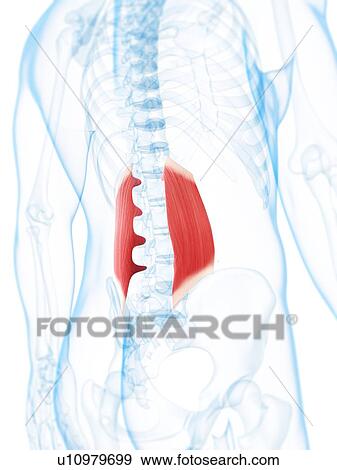 Lower back muscles, artwork View Large Illustration Stock Illustration - Lower back muscles, artwork. Fotosearch