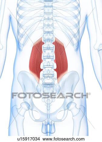 Stock Illustration - Lower back muscles, artwork. Fotosearch