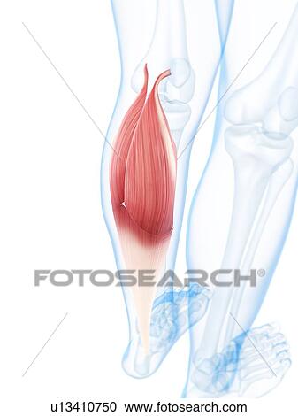 Lower leg muscle, artwork View Large Illustration Clipart - Lower leg muscle, artwork. Fotosearch