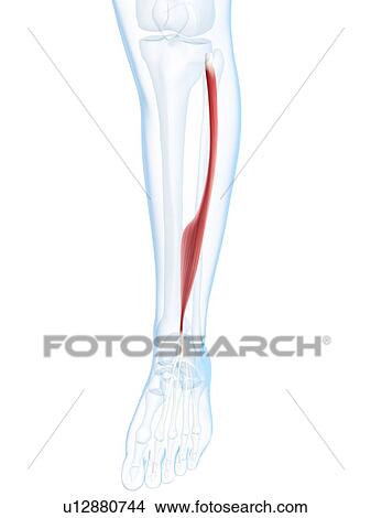 Lower leg muscle, artwork View Large Illustration Stock Illustration - Lower leg muscle, artwork. Fotosearch
