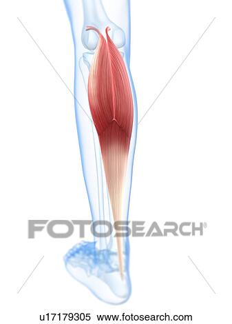 Stock Illustration - Lower leg muscle, artwork. Fotosearch