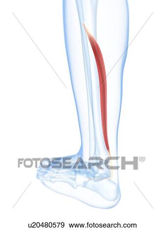 Lower leg muscle, artwork View Large Illustration Stock Illustration - Lower leg muscle, artwork. Fotosearch