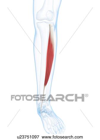 Stock Illustration - Lower leg muscle, artwork. Fotosearch