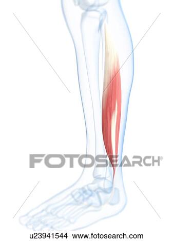 Lower leg muscle, artwork View Large Illustration Stock Illustration - Lower leg muscle, artwork. Fotosearch