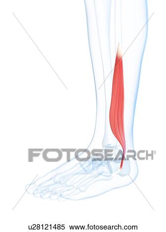 Lower leg muscle, artwork View Large Illustration Stock Illustration - Lower leg muscle, artwork. Fotosearch