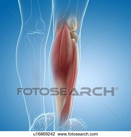 Drawing - Lower leg muscles, artwork. Fotosearch