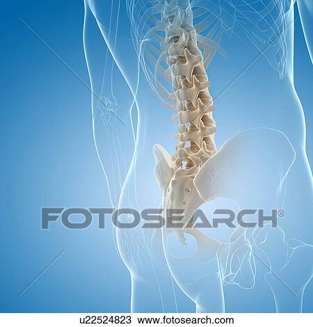 Lumbar spine, artwork View Large Illustration Drawing - Lumbar spine, artwork. Fotosearch