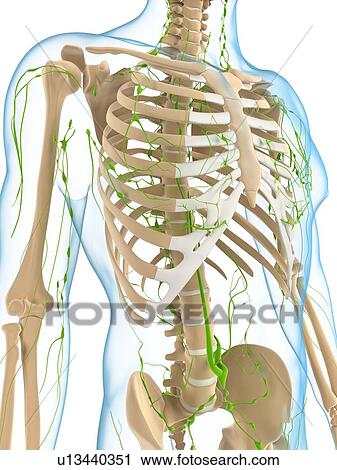 Lymphatic system, artwork View Large Illustration Clip Art - Lymphatic system, artwork. Fotosearch