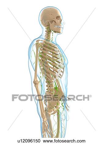 Clipart - Lymphatic system, artwork. Fotosearch