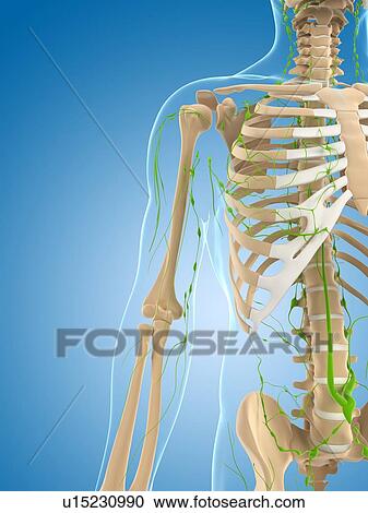 Clipart - Lymphatic system, artwork. Fotosearch