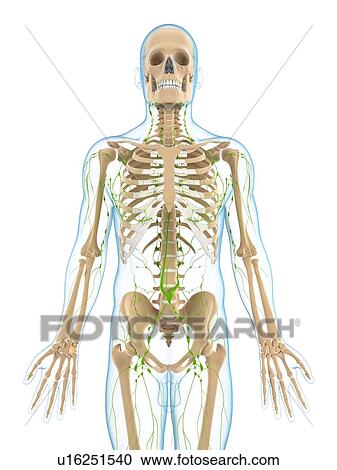 Lymphatic system, artwork View Large Illustration Clipart - Lymphatic system, artwork. Fotosearch