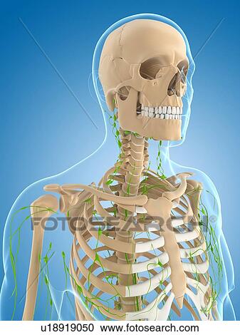 Clipart - Lymphatic system, artwork. Fotosearch