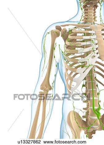 Lymphatic system, artwork View Large Illustration Drawing - Lymphatic system, artwork. Fotosearch