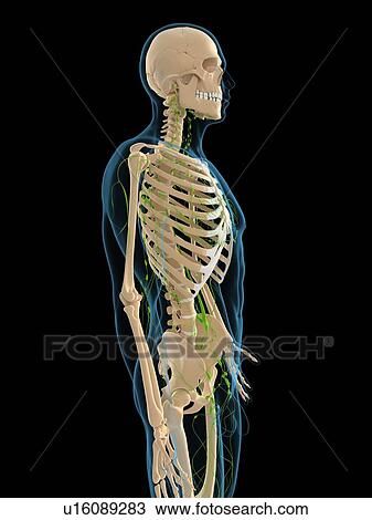Lymphatic system, artwork View Large Illustration Drawing - Lymphatic system, artwork. Fotosearch