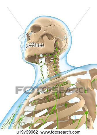 Lymphatic system, artwork View Large Illustration Drawing - Lymphatic system, artwork. Fotosearch