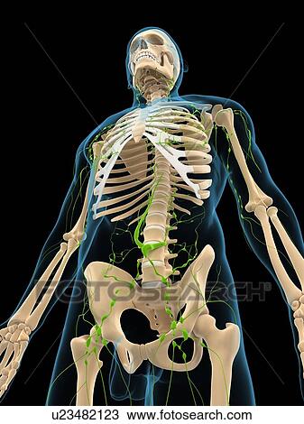 Drawing - Lymphatic system, artwork. Fotosearch