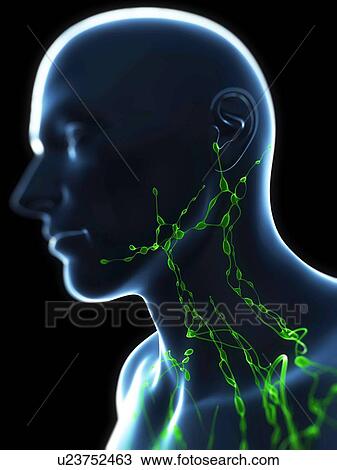 Lymphatic system, artwork View Large Illustration Drawing - Lymphatic system, artwork. Fotosearch