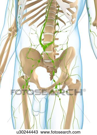 Lymphatic system, artwork View Large Illustration Drawing - Lymphatic system, artwork. Fotosearch