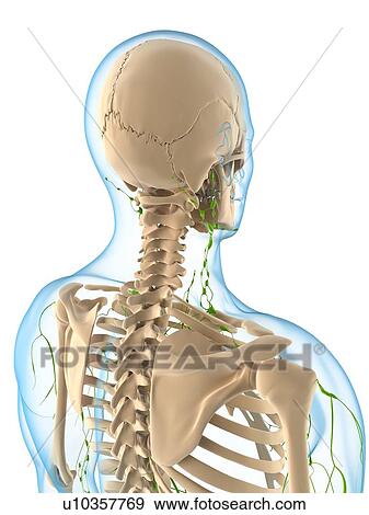 Lymphatic system, artwork View Large Illustration Stock Illustration - Lymphatic system, artwork. Fotosearch