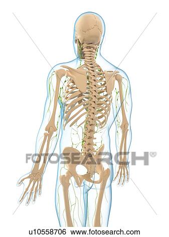 Lymphatic system, artwork View Large Illustration Stock Illustration - Lymphatic system, artwork. Fotosearch