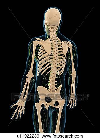 Stock Illustration - Lymphatic system, artwork. Fotosearch