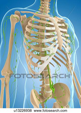 Stock Illustration - Lymphatic system, artwork. Fotosearch
