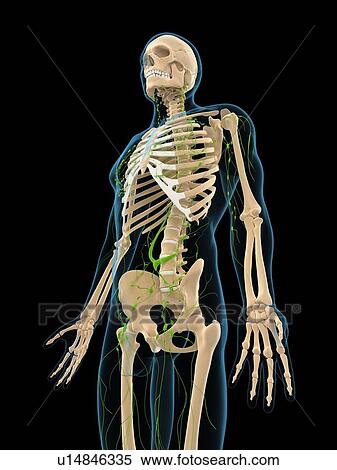 Lymphatic system, artwork View Large Illustration Stock Illustration - Lymphatic system, artwork. Fotosearch