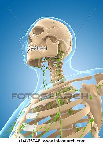 Stock Illustration - Lymphatic system, artwork. Fotosearch