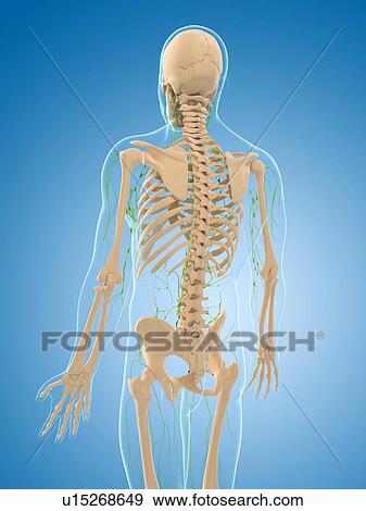 Stock Illustration - Lymphatic system, artwork. Fotosearch
