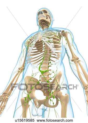 Stock Illustration - Lymphatic system, artwork. Fotosearch