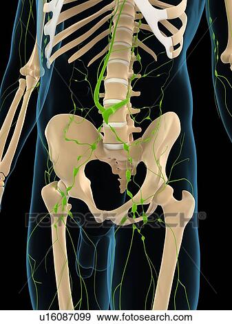Stock Illustration - Lymphatic system, artwork. Fotosearch