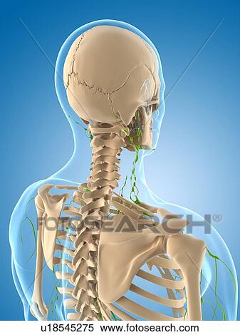 Lymphatic system, artwork View Large Illustration Stock Illustration - Lymphatic system, artwork. Fotosearch