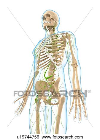 Lymphatic system, artwork View Large Illustration Stock Illustration - Lymphatic system, artwork. Fotosearch