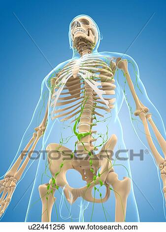 Stock Illustration - Lymphatic system, artwork. Fotosearch