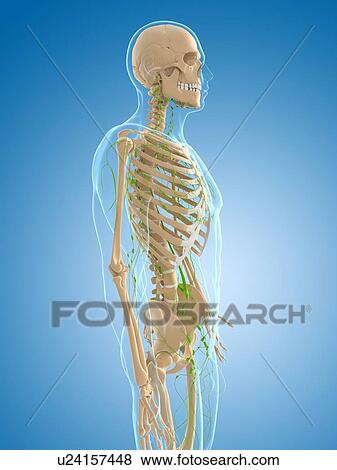 Lymphatic system, artwork View Large Illustration Stock Illustration - Lymphatic system, artwork. Fotosearch