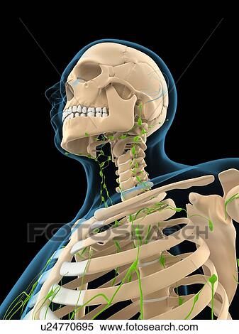 Lymphatic system, artwork View Large Illustration Stock Illustration - Lymphatic system, artwork. Fotosearch