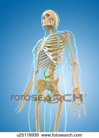 Lymphatic system, artwork View Large Illustration Stock Illustration - Lymphatic system, artwork. Fotosearch