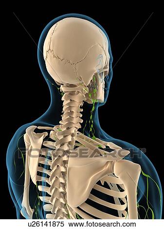 Lymphatic system, artwork View Large Illustration Stock Illustration - Lymphatic system, artwork. Fotosearch