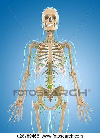 Lymphatic system, artwork View Large Illustration Stock Illustration - Lymphatic system, artwork. Fotosearch