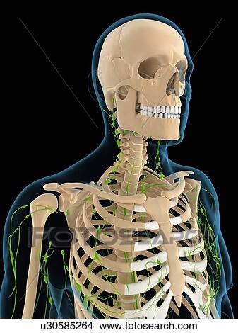 Stock Illustration - Lymphatic system, artwork. Fotosearch